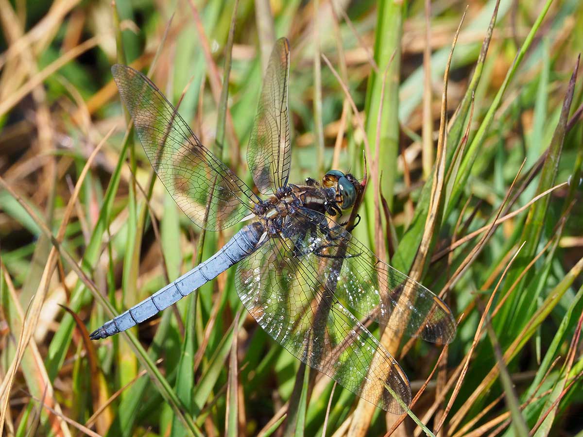 Orthetrum_coerulescens